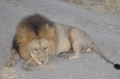 Sleepy lion